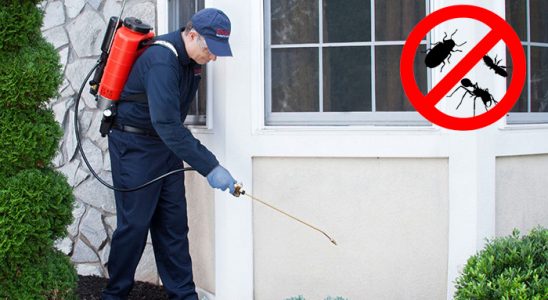 Kilimli Hamam Böceği İlaçlama böcek ilaçlama ve haşere kontrolü — ilaclama-tr.com